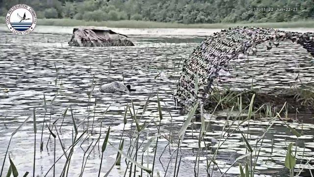 Loon Chick Leaves Nest for Brooding Area смотреть онлайн