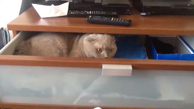 Британский вислоухий кот смотреть онлайн