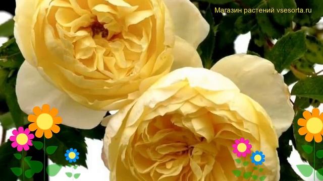 Роза плетистая Лунар Мист. Краткий обзор, описание характеристик, где купить саженцы Lunar Mist смотреть онлайн