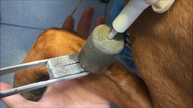 собака 7 лет неоплазия смотреть онлайн
