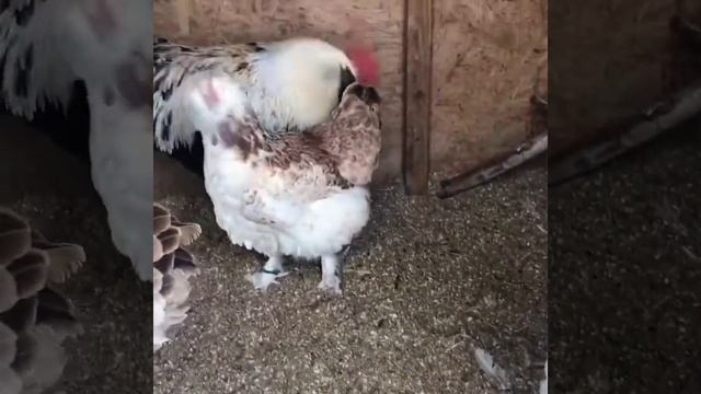 Фавероль лосось, семья на племя 2021 смотреть онлайн