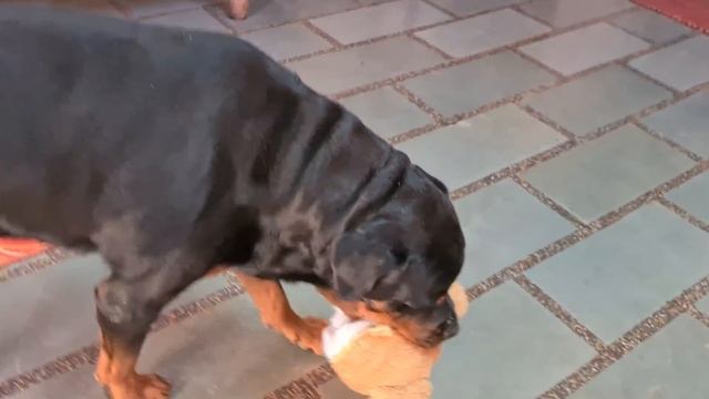 Anshu destroyed Jerry's favourite Teddy | cute dog video. смотреть онлайн