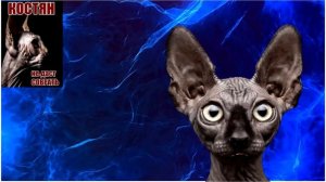 ГИМН Украины на память либерасосам   Кот Костян