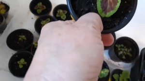 мучнистая роса  на колеусах ?