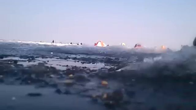 Животные в курьозах