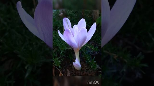 Herbstzeitlosen (Colchicum autumnale) смотреть онлайн