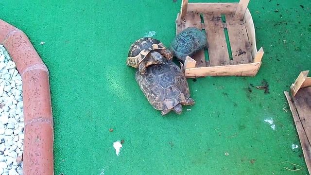 черепахи-пришла пора...