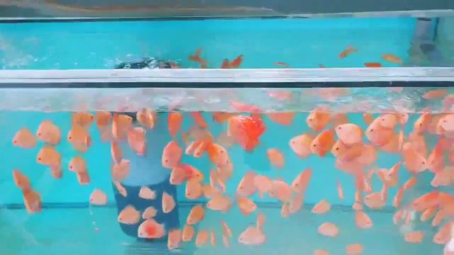 Feeding with ROYAL MENU GRANULE at 100 000 L discus farm - DISCUS-SINER смотреть онлайн