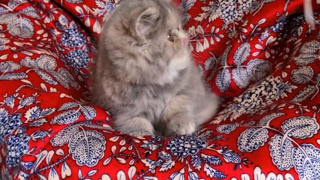 Мальвина - маленький экзотический котенок, очень скромный ребенок смотреть онлайн