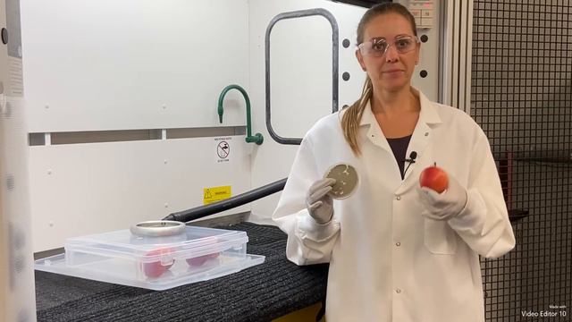Decontamination of Apples from Blue Mold using Cold Plasma Treatment смотреть онлайн