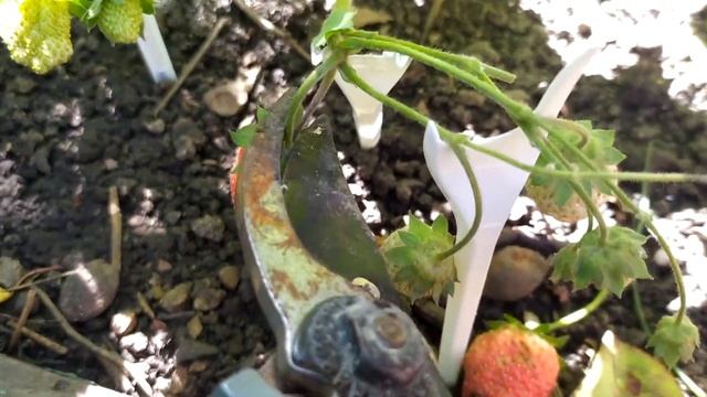 Ремонтантная клубника. Особенности, выращивание, уход смотреть онлайн