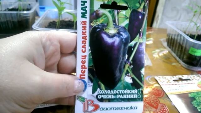 Всхожесть семян баклажанов и перцев. Посев 03.03.17 смотреть онлайн