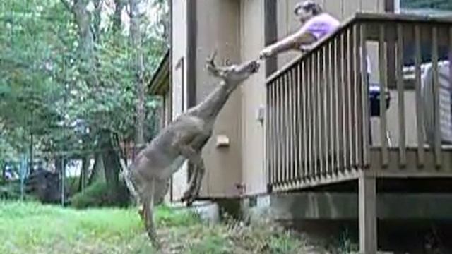 Мой олень 4 смотреть онлайн