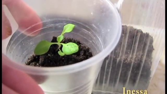 Рассада петуний март 2016. Arrived petunia seeds (flowers). смотреть онлайн