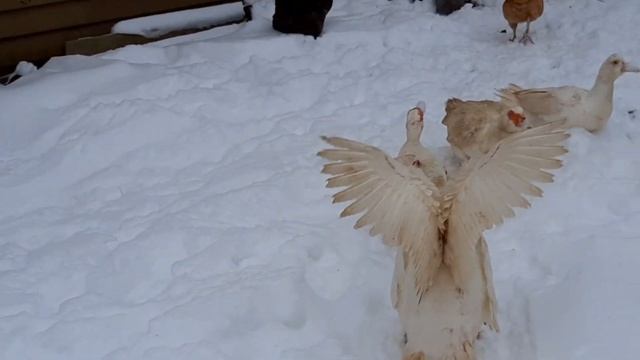 Индоутки и куры зимой. Как пережили мороз -28. Обзор. смотреть онлайн