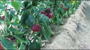 Перцы Новосибирской фирмы "Агрос" в теплице