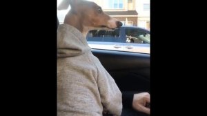 Левретка. В кино, Интеллект, Вопросы и ответы,  История