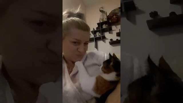 Кошка любит свою хозяйку смотреть онлайн