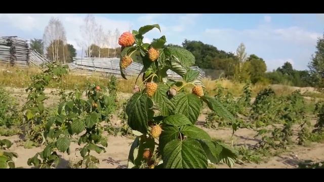Малина ремонтантная сорт Дочь геракла 0Oxx RhN2xo uge vIKLvxY смотреть онлайн