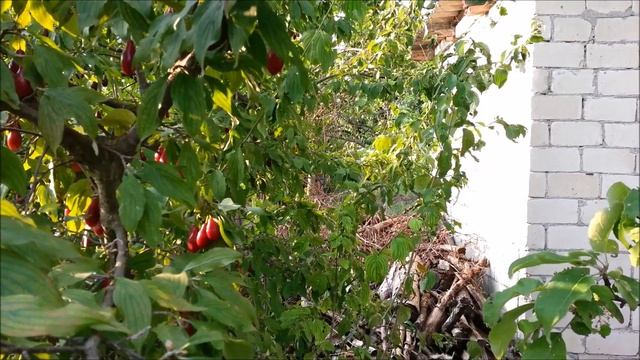 Наша Дача 18-19.08.2018 смотреть онлайн