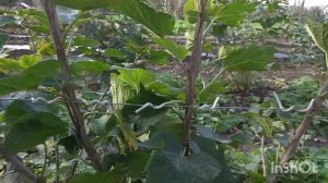 Смородина На Шпалере. Обрезка. Йонкер Ван Тетс.