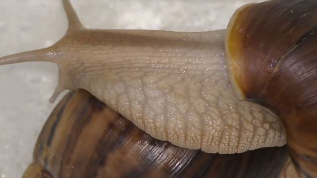 АХАТИНА ПАНТЕРА смотреть онлайн