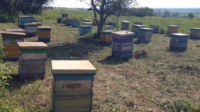 Вывезли пчел на кочевку, пасека Старчевских. смотреть онлайн