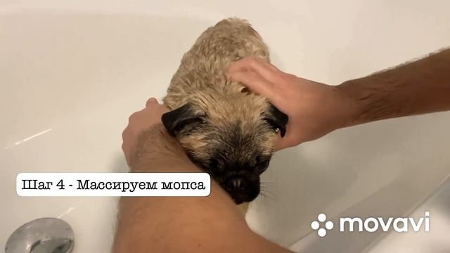 Моем мопса #мопсКузьма #кузя #мопс #ватрушка смотреть онлайн