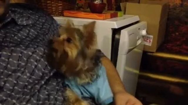 Йоркширский терьер ест грибы смотреть онлайн