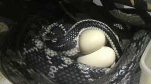 Змея откладывает яйца – самка тонкохвостого полоза Blue Beauty делает кладку / Snake laying eggs