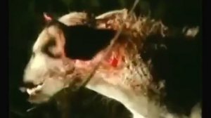 Беспощадный лев расправляется с раненым щенком гиены