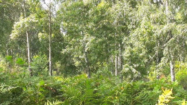 Enchanted forest. смотреть онлайн
