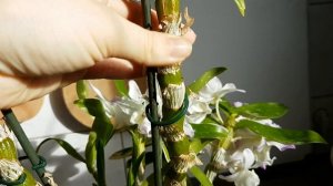 66. Мой уход за ДЕНДРОБИУМОМ НОБИЛЕ. Как добиться цветения? Dendrobium Nobile в ПОЛИСТИРОЛЕ