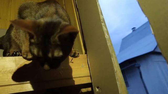 ПОБЕГ ИЗ КАРТОННОЙ ТЮРЬМЫ С КЕВОЙ И БИЛЛИ! МАНЬЯЧКА ПРЕСЛЕДУЕТ НАС!