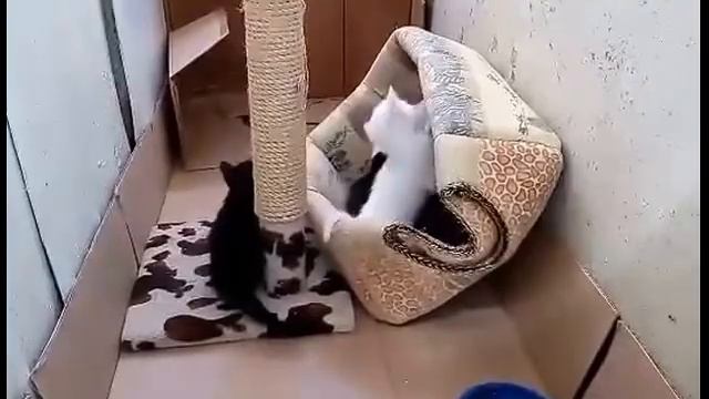 Котята играют