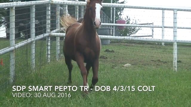 SDP Smart Pepto TR 2015 Colt смотреть онлайн