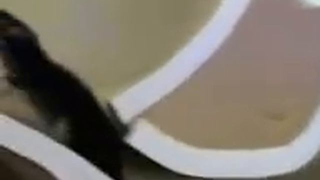 Гибкая крыса смотреть онлайн