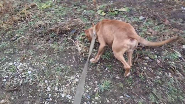 Питбуль стал не нужен,  его вывезли в лес оставили умирать ‼️‼️‼️