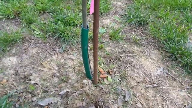 Homemade Tree Trunk guard with old water hose How to смотреть онлайн