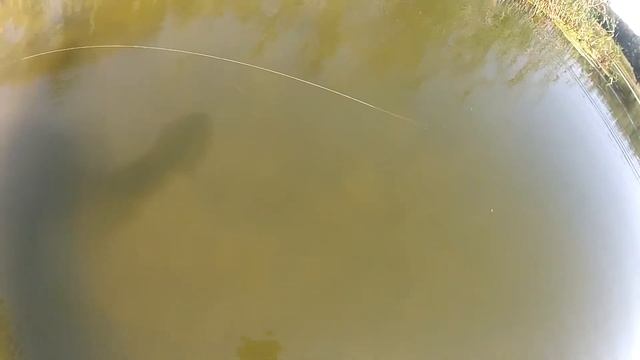 Обзор и тест воблера MEGABITE STREAM 70SP. Твичинг на реке