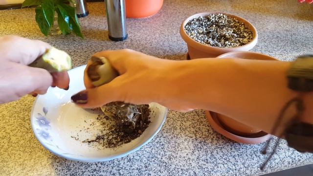 Адениум заболел.. Лечение теплом! смотреть онлайн