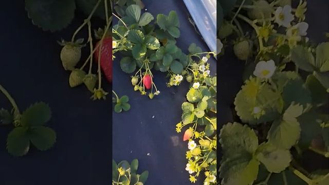 Сбор ягод 18.10 23. До заморозка. смотреть онлайн