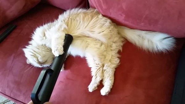 Butters - How to vacuum your Persian cat