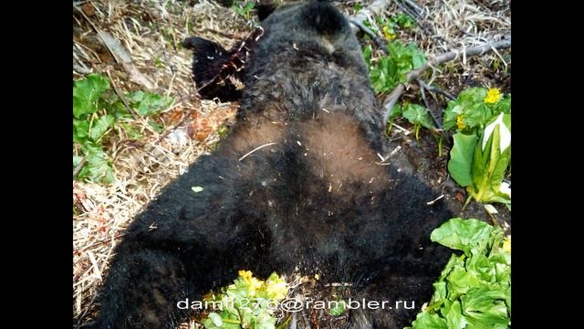 Положение медведя в зимней спячке - моя версия 2022 г. смотреть онлайн