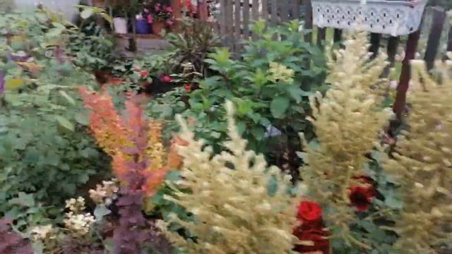 День четвертый)) Знакомимся поближе)) Обзор колеусов по сортам ))