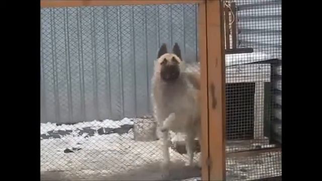 Собака танцор смотреть онлайн