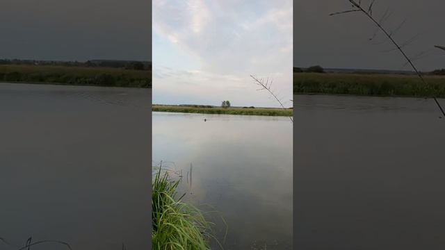 Утинная охота. Охота с собакой. Охота с веймаранером. смотреть онлайн