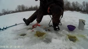 Ловля плотвы зимой на манку