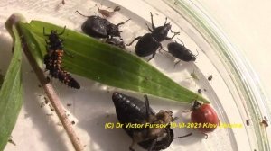 Коллекция Живых Городских Жуков. Чем Жуки Питаются? Долгоносики, Мертвоеды, Божьи Коровки, Листоеды