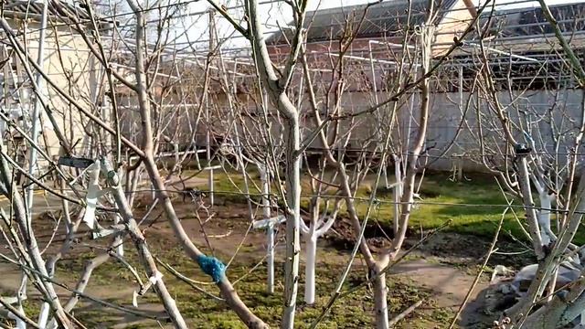 КУРЧАВОСТЬ ЛИСТЬЕВ ПЕРСИКА.У меня ее не было и не будет.Как избавиться от курчавости и монилиоза. смотреть онлайн